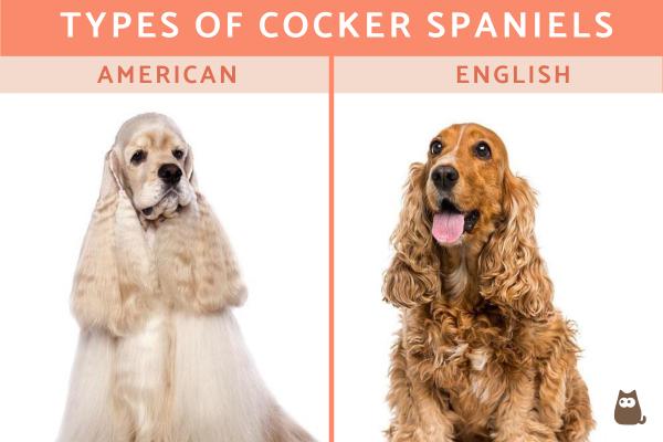 Difference between English and American Cocker Spaniels