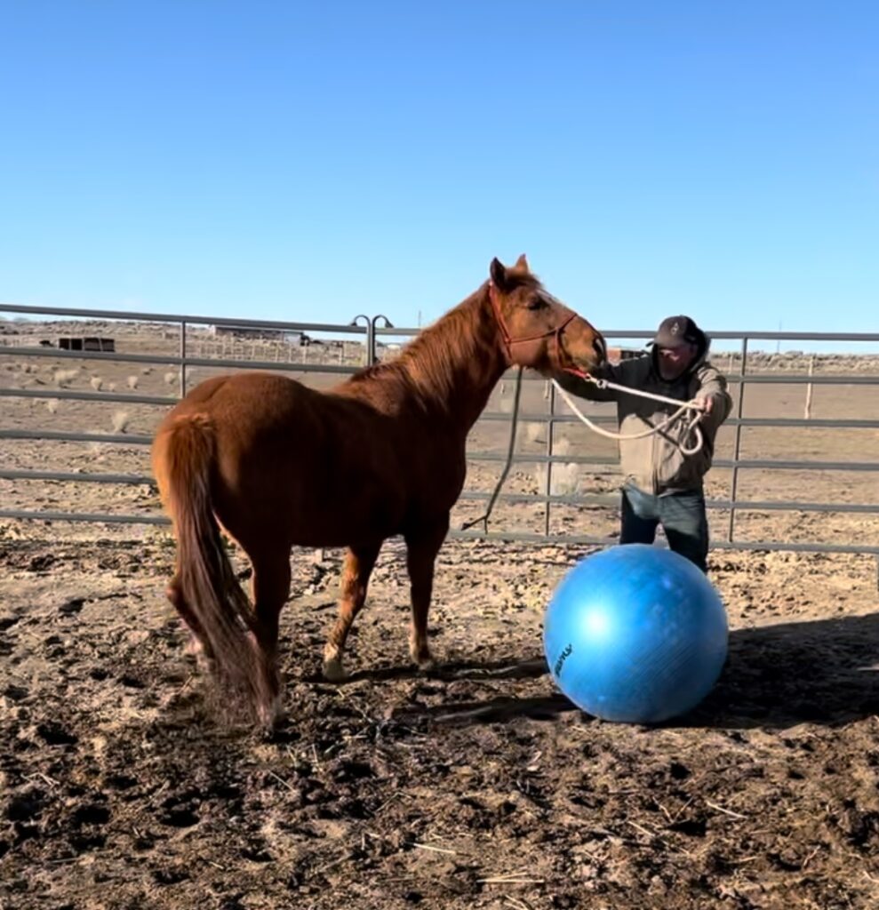 Play games with your horse to keep them engaged