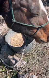 Winterize your horse's routine with a warm mash to add or keep them in good condition